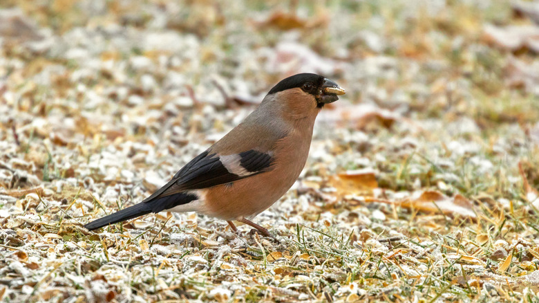 Small bird eating seed