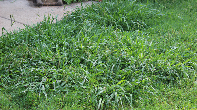 overgrown weeds in lawn