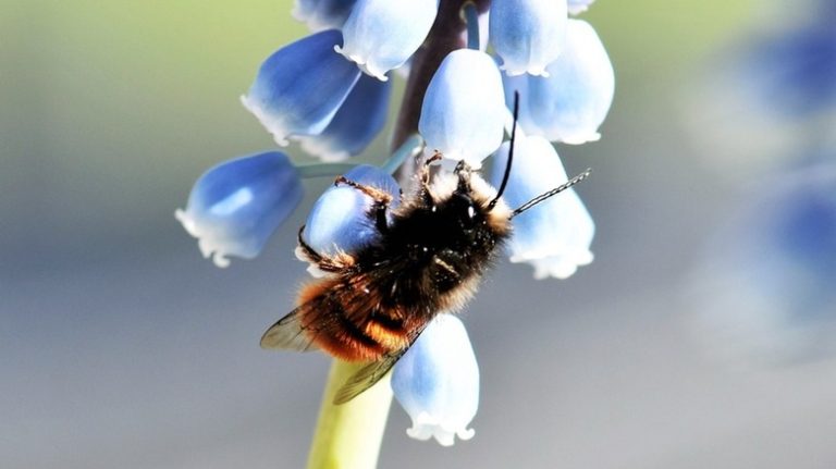 mason bee on blue flower