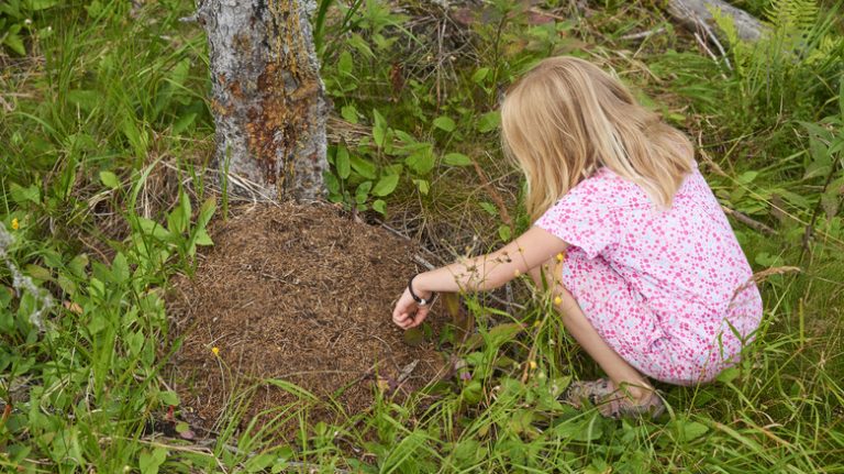 Young girl squatting near anthill