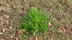 How to effectively control Poa Annua in your lawn - Global Ideas