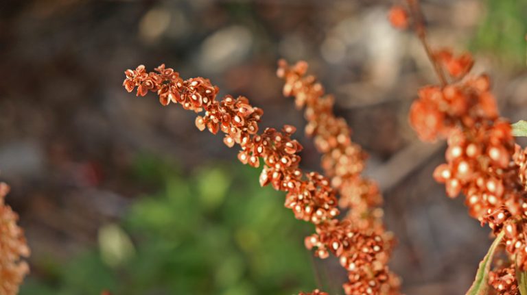 curly dock in lawn