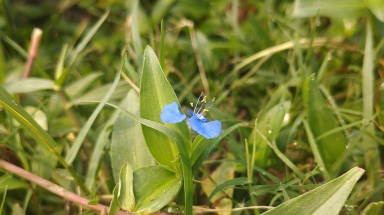 Dayflower growing in grass