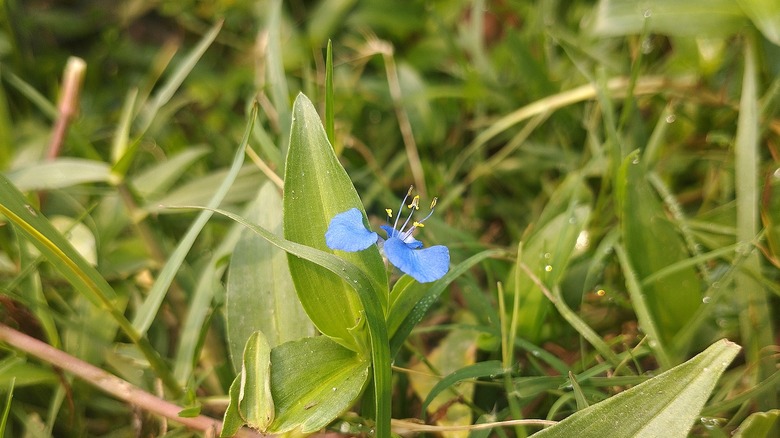 How to effectively manage dayflower weeds in your lawn - Global Ideas