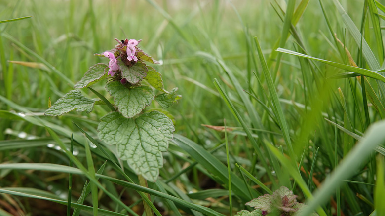 purple deadnettle in lawn