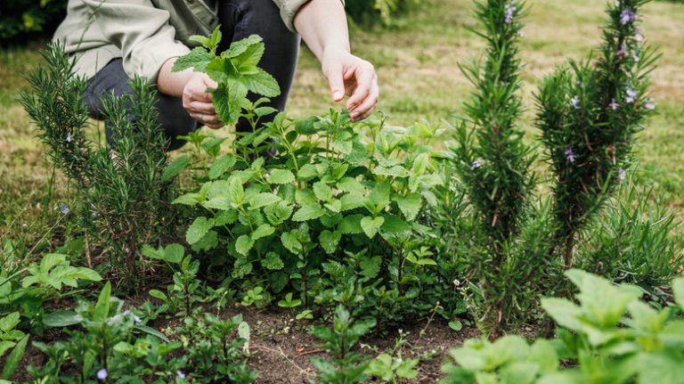 Mint growing in garden