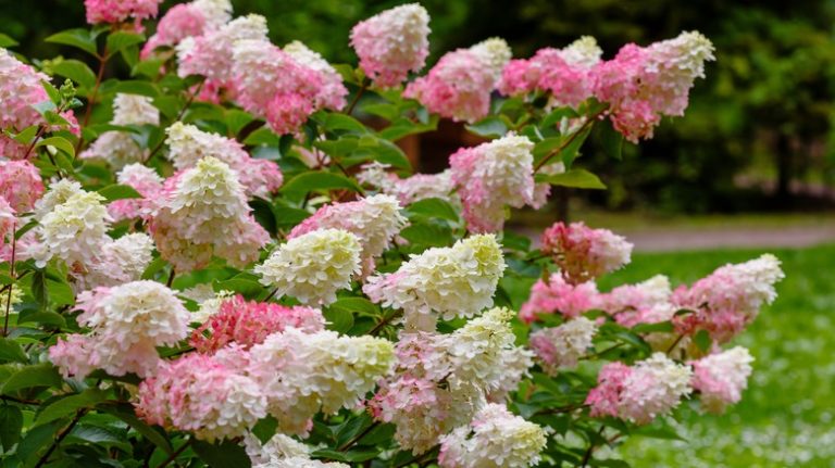 Hydrangea paniculata bush in yard