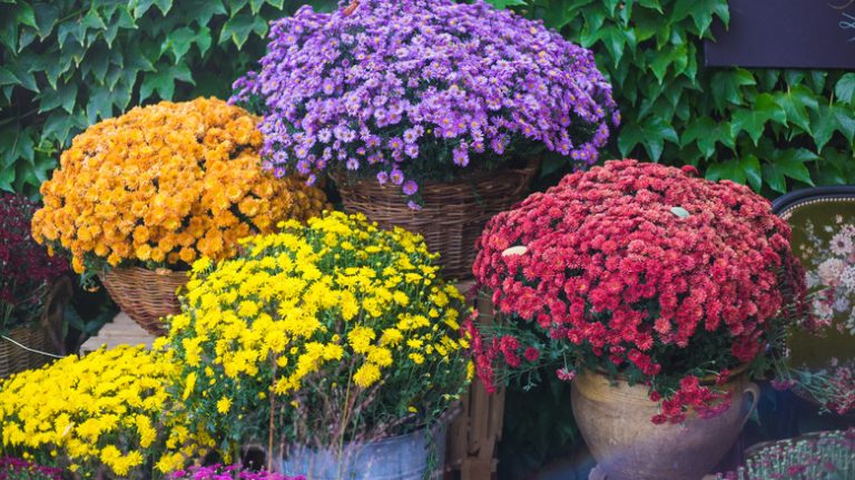 mums in large wicker planters