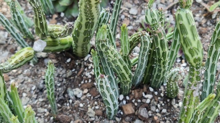 pickle plants growing in soil