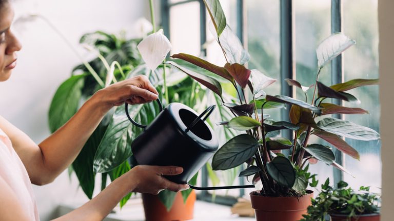 Woman watering peace lilies