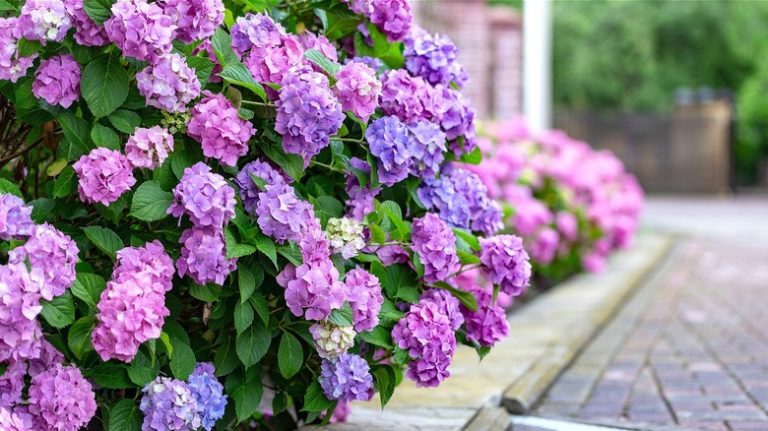 Purple and blue blooming hydrangeas