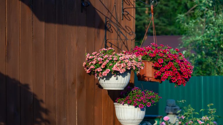 colorful hanging flowers