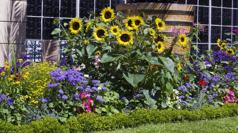 flower garden in the sunshine