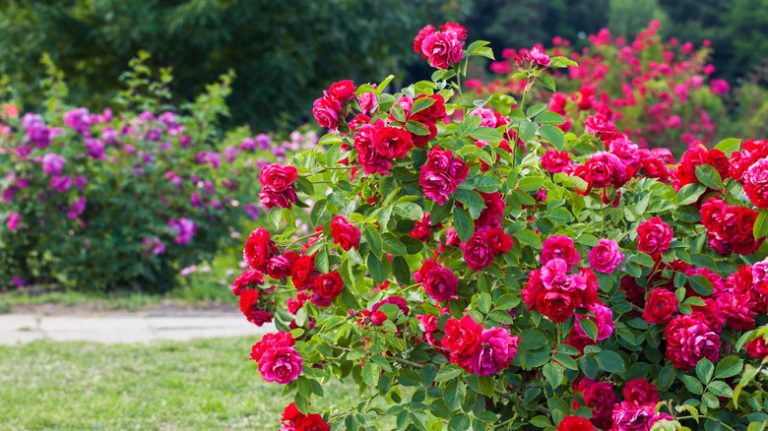 red rose bush