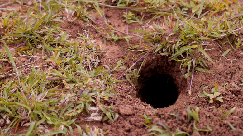 Snake hole in yard