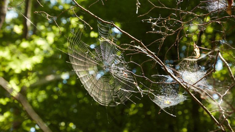 Webs on tree branches