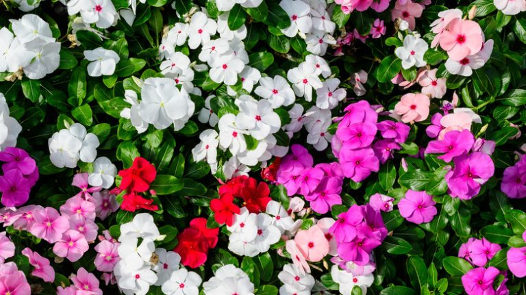 white, purple, pink and red impatiens
