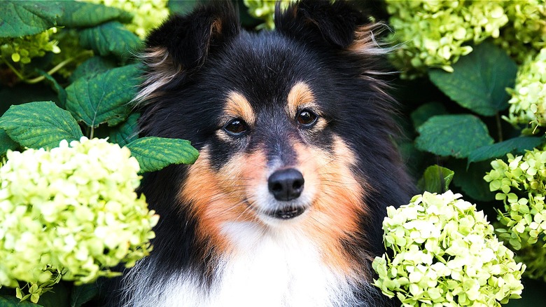 Dog in hydrangea bush