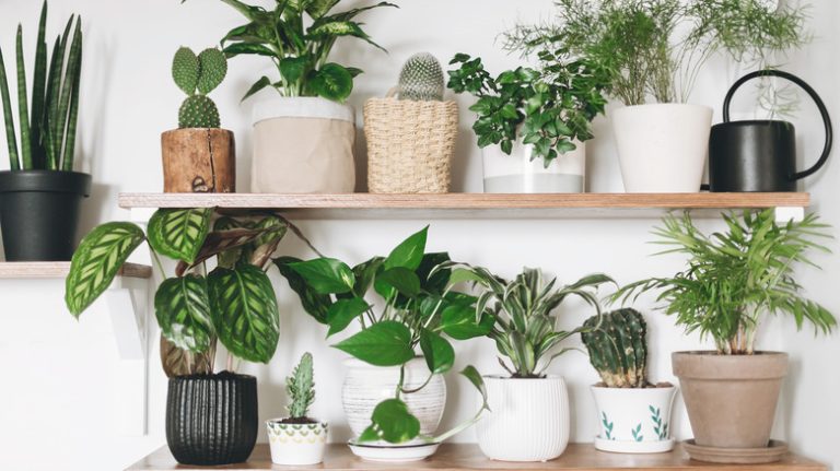 Houseplants on two shelves