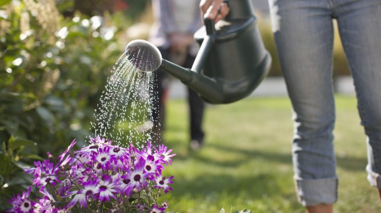 Gardener waters outdoor flowers