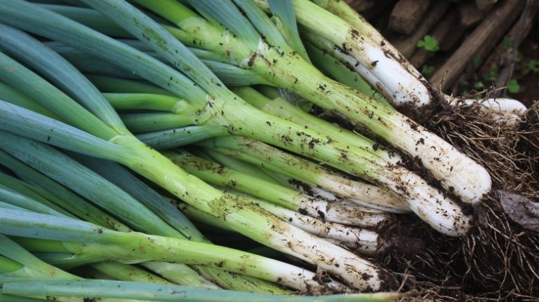 freshly harvested green onions