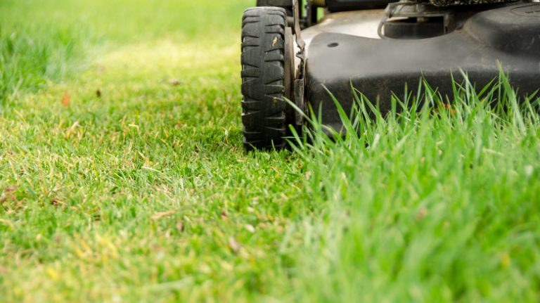 lawn mower being used on tall grass