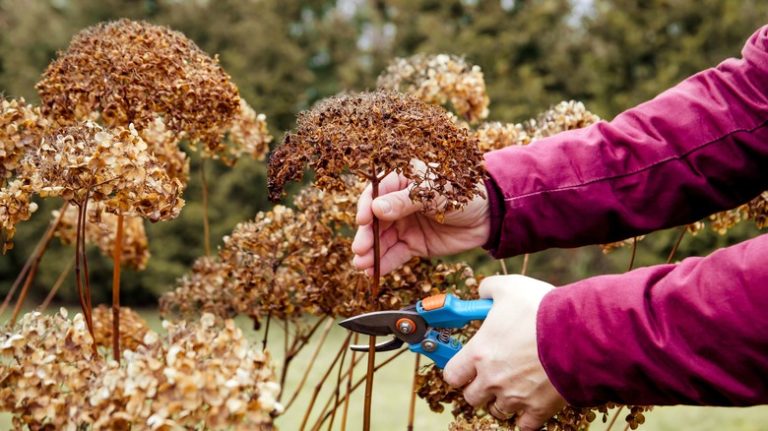 Hydrangea flowers old and browning