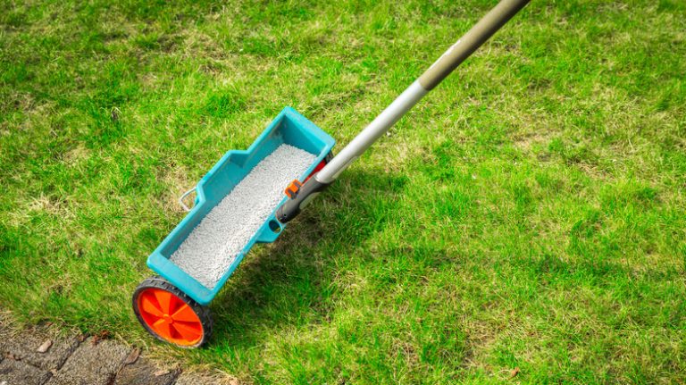 Fertilzing grass with spreader