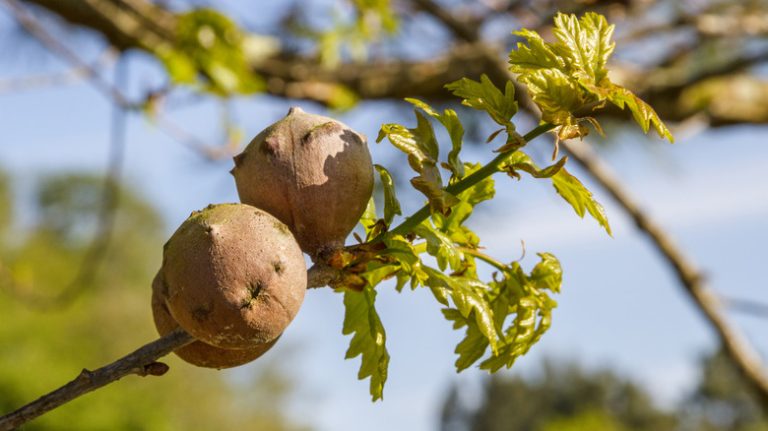 Galls grow on tree branch