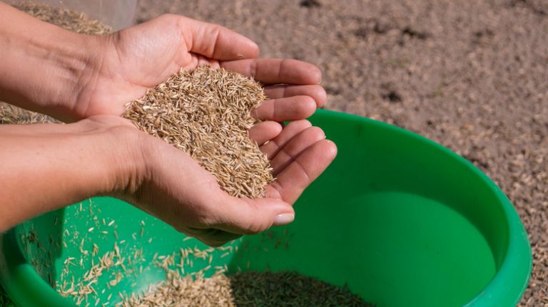 Hands holding grass seeds