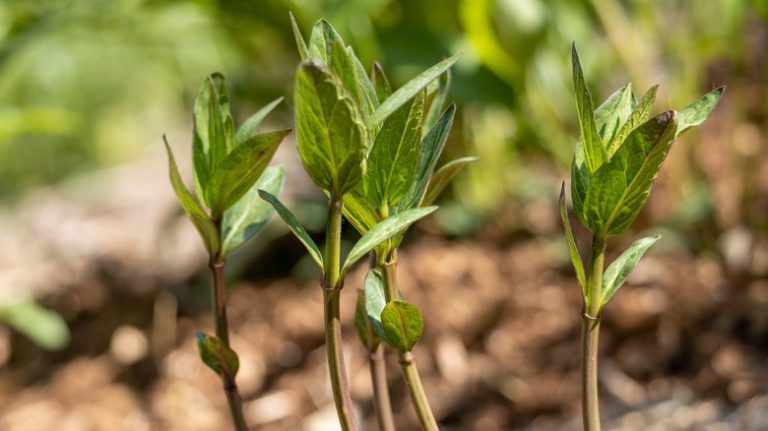 swamp milkweed seedlings