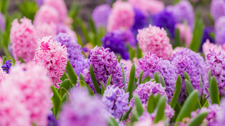 Hyacinth garden