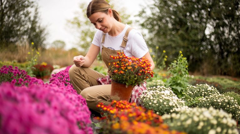 Woman growing fall flowers