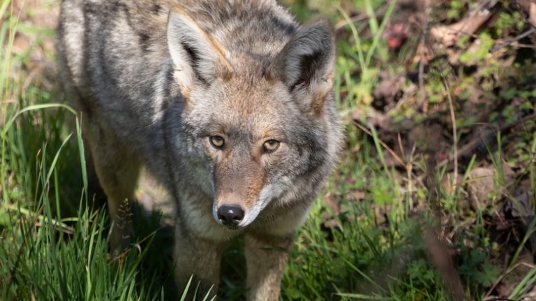 Coyote in yard