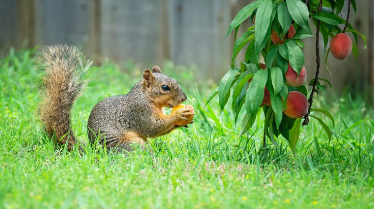 Squirrel eating fruit