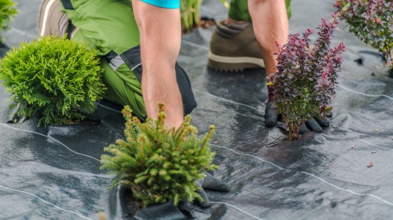 person planting into landscape fabric