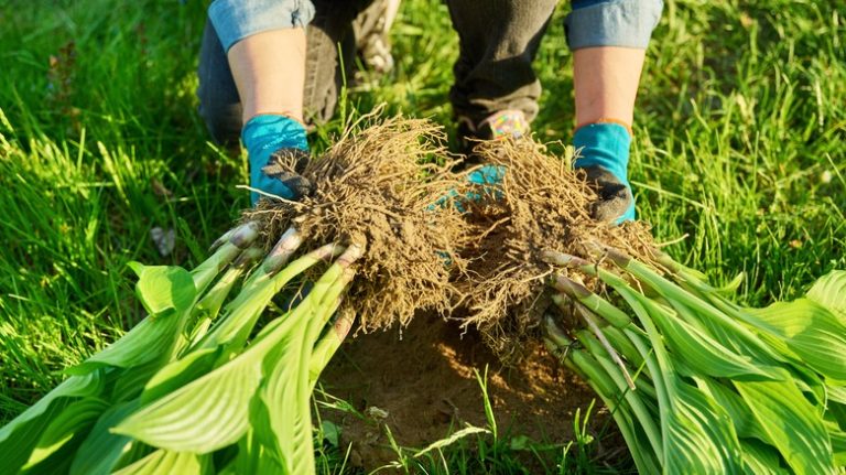 person dividing leafy green plant