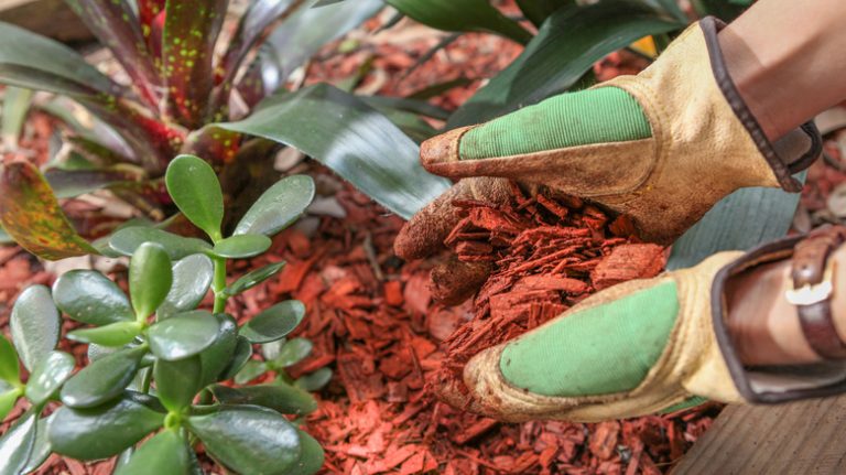 applying red wood mulch in garden