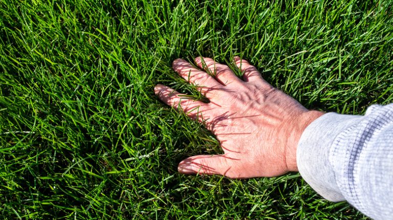 hand feeling lawn