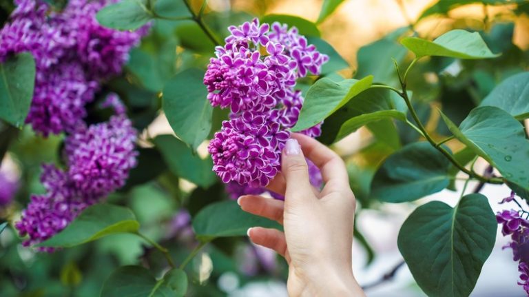 Woman touching dark purple lilac