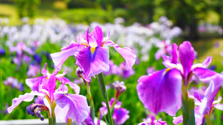 two tone purple irises