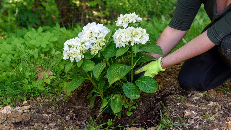 hydrangea plant being planted