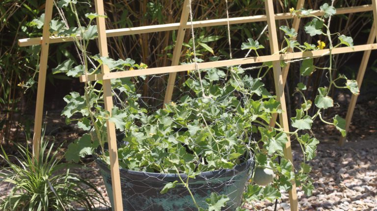 melon vine growing on trellis