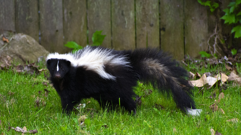 skunk in yard