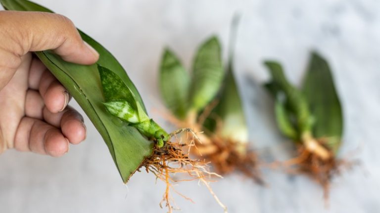 snake plant growing from leaf