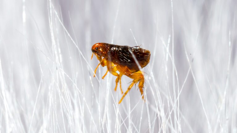 Closeup of flea in fur