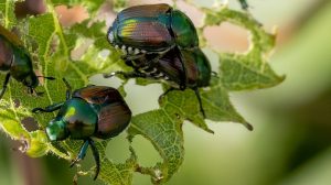 Japanese beetles feeding on leaves