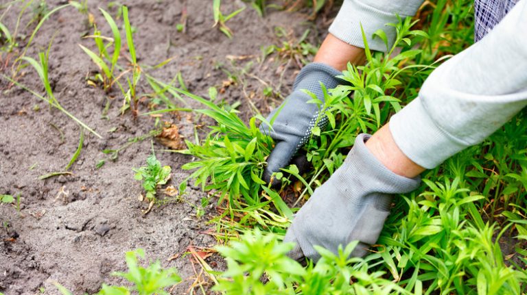 Removing weeds in the garden