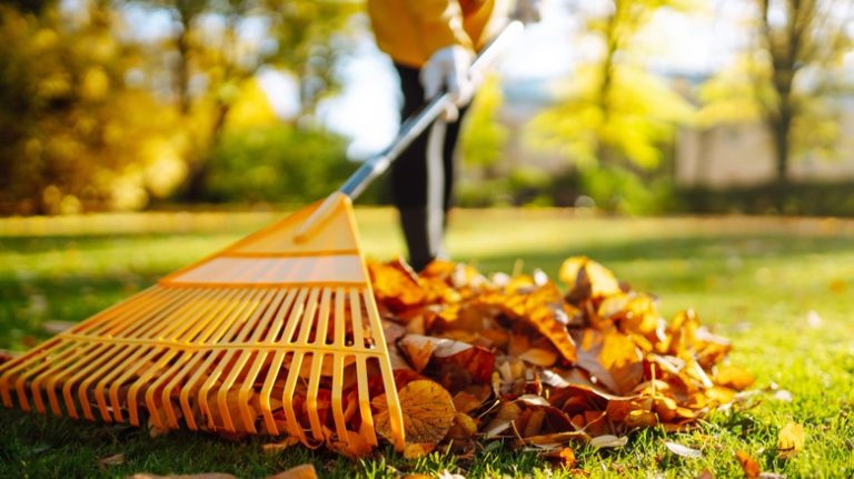 raking fall leaves