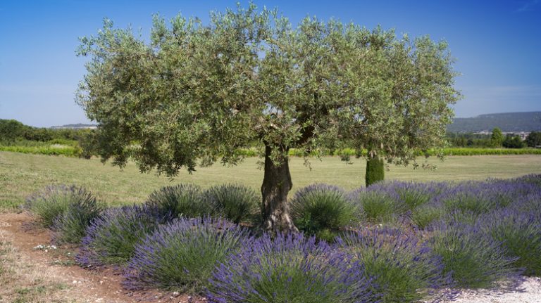 Lavender growing underneath olive tree